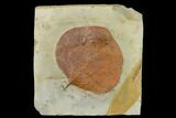Fossil Leaf (Zizyphoides) - Montana #143769-1